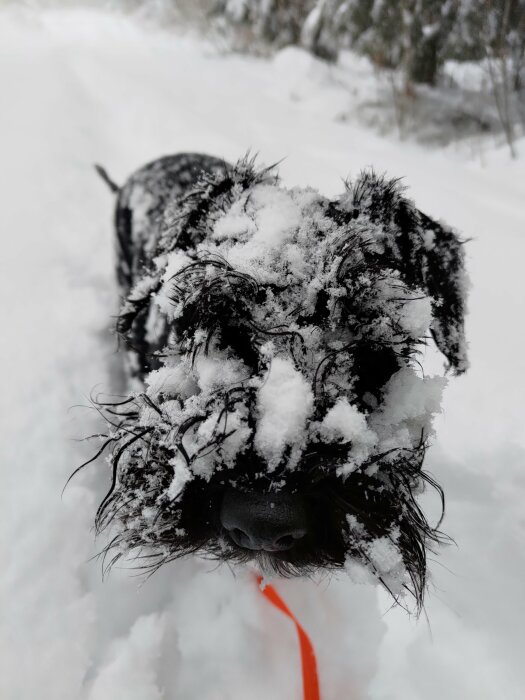 En svart hund täckt av snö står utomhus i ett vinterlandskap.