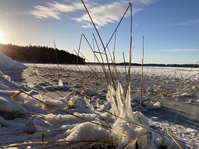 Frusen sjö med istäckta vass och snö, solig himmel i bakgrunden.