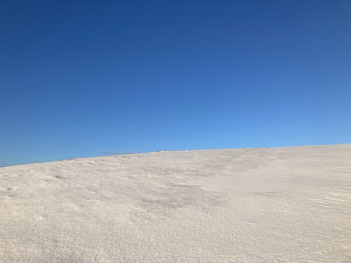 Snöig landskap med klarblå himmel och lätt böljande, snötäckt mark.