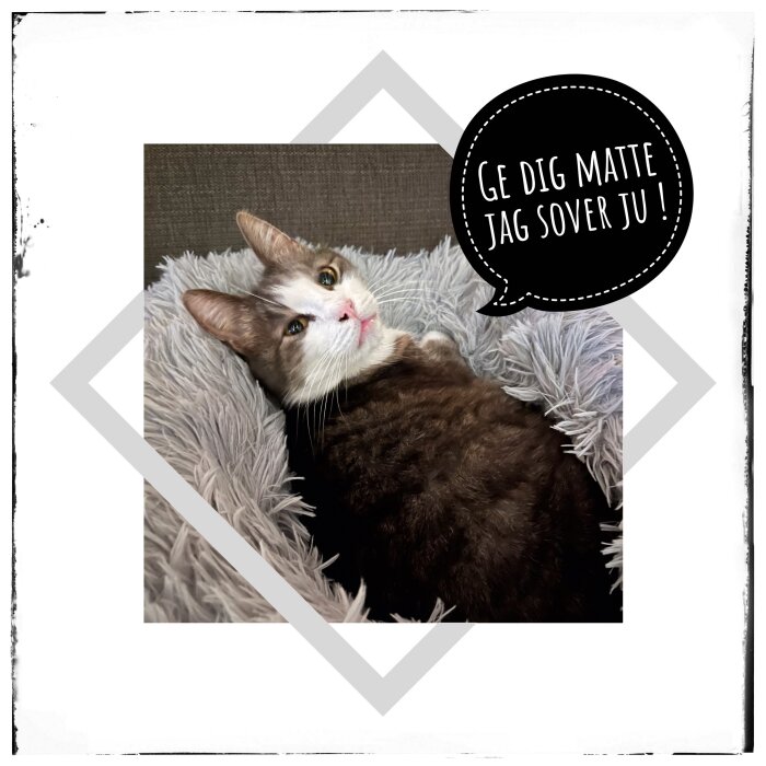 En gråvit katt ligger i en fluffig bädd och har en pratbubbla med texten "Ge dig matte jag sover ju!".