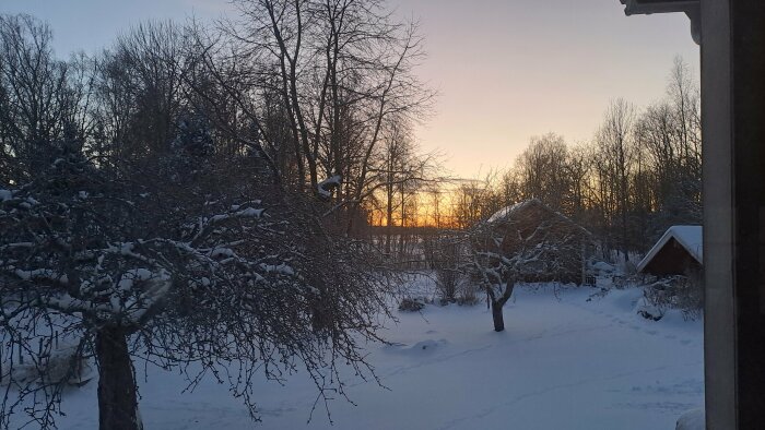 Vinterlandskap i skymning med snötäckta träd och små hus i bakgrunden, solnedgång synlig genom träden.