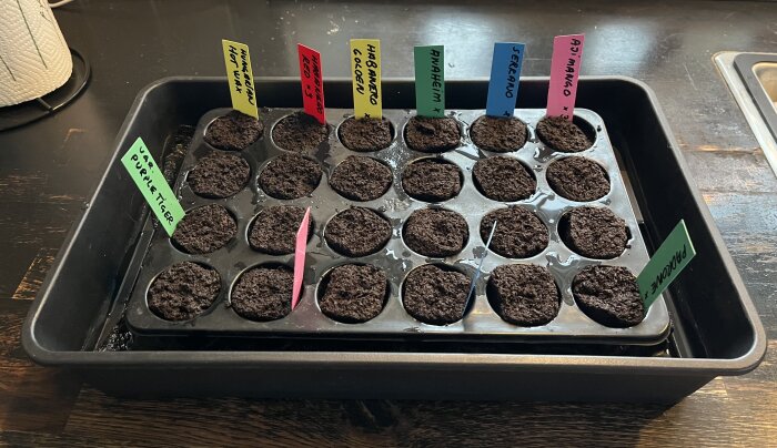 Bricka med 24 odlingskrukor i jord, märkta med olika chilisorter som Poblano och Habanero, redo för odling 2025.