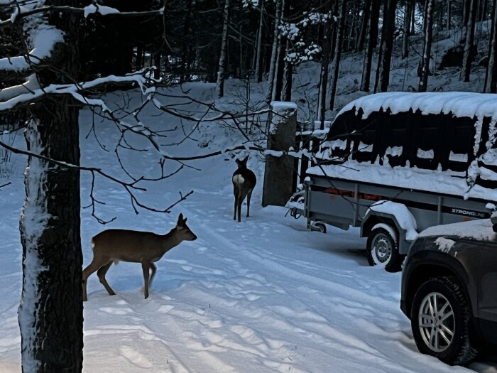 Två rådjur på en snötäckt uppfart, ett vid en bil och släpvagn, omgivna av träd.