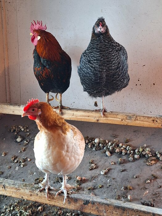 Tre hönor på en pinne, två stående tillsammans upptill och en, Laura, ensam nedanför. Gammelhönan Svea och tuppen ovan.