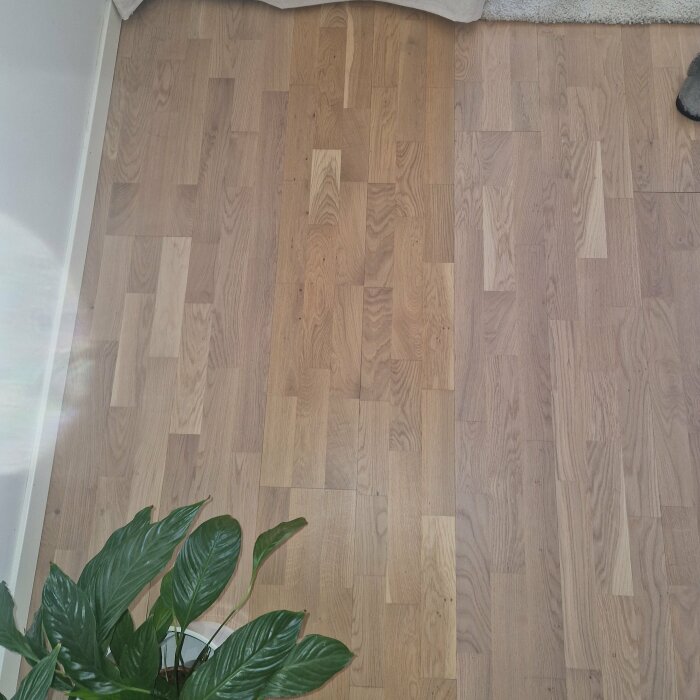 Golvyta med olika träfärger och nyanser; parkett där en del står ut i färgskillnad, och en planta synlig i hörnet.