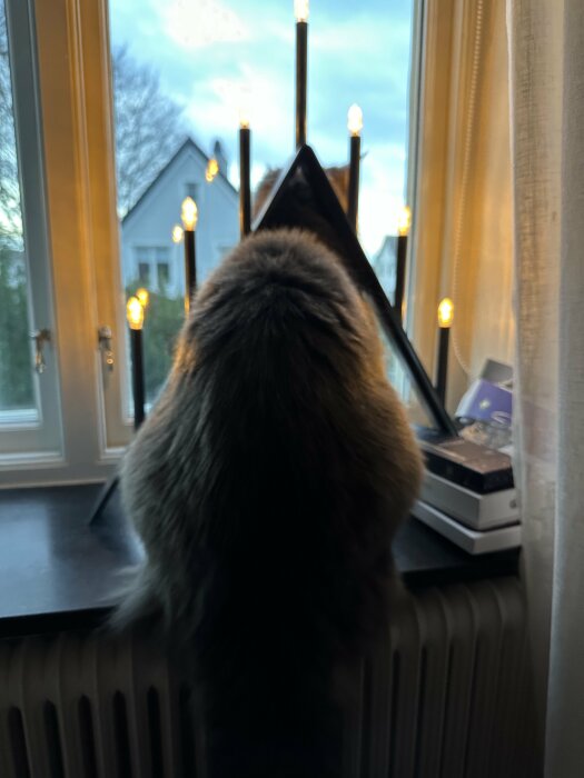 Katt och adventsljusstake i fönster, med ljusen tända och ett hus synligt utanför.