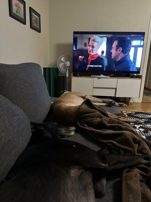 Två hundar sover på en soffa framför en TV som visar serien Ted Lasso.