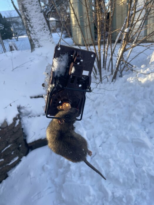 En död råtta i en musfälla utomhus i snön nära en stenmur.