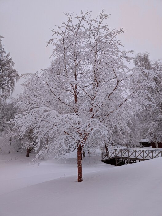 Snötäckt träd framför en liten bro i ett vinterlandskap.