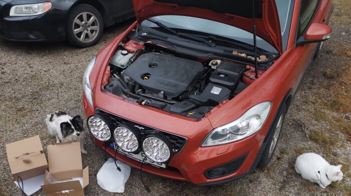 Röd bil med motorhuv öppen, stor belysning på fronten, hund och katt intill på grus.