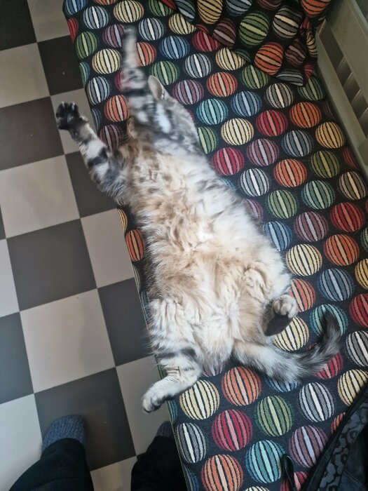 Katt ligger med magen upp på en soffa med färgglatt tyg, redo för att bli kliad.