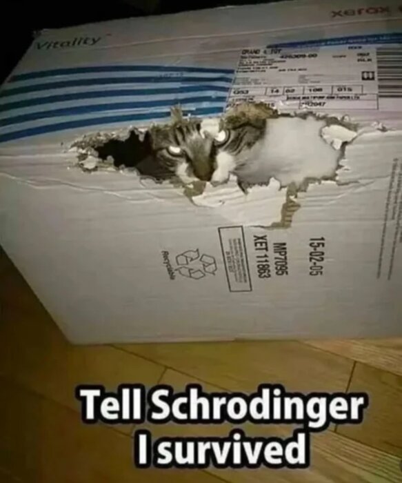 Katt tittar genom ett hål i en kartong med texten "Tell Schrodinger I survived".