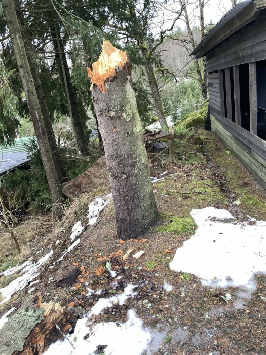 Trasig trädstam nära en trädgård med snö och en träbyggnad i bakgrunden.