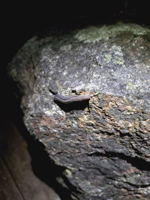 En snigel kryper på en mosstäckt sten i mörkret i Östergötland under vintern.