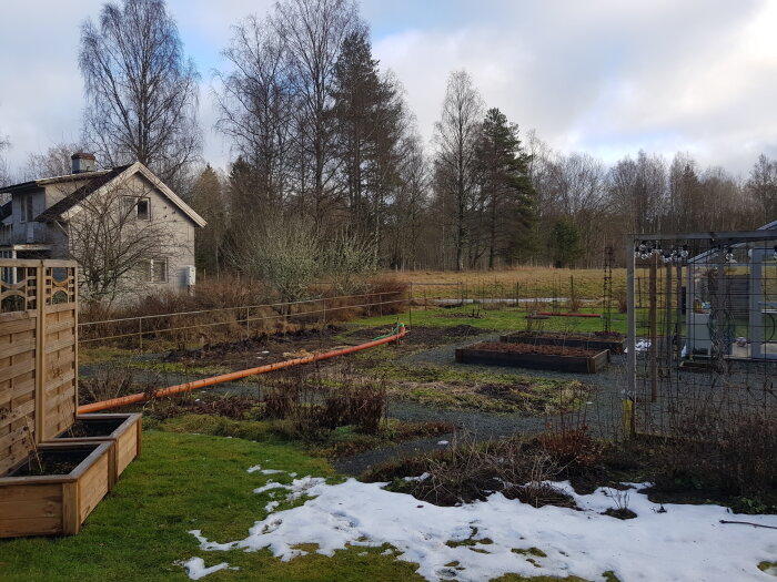 Snötäckt trädgård med orange dräneringsledning utlagd över gräsmattan, omgivande träd och växthus i bakgrunden.