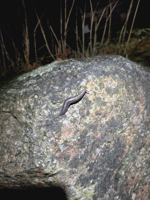 En snigel med ögon på skaft kryper över en sten i mörkret.