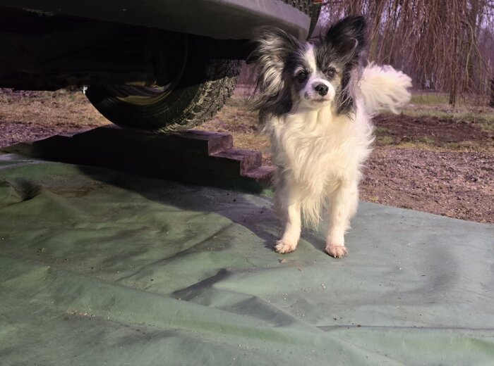 En liten hund står bredvid ett upphissad bilhjul på en grön presenning utomhus.