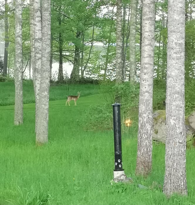 Rådjur på grön gräsmatta mellan träd vid fritidshus. Svart fågelmatare fylld med solrosfrön ses i förgrunden.