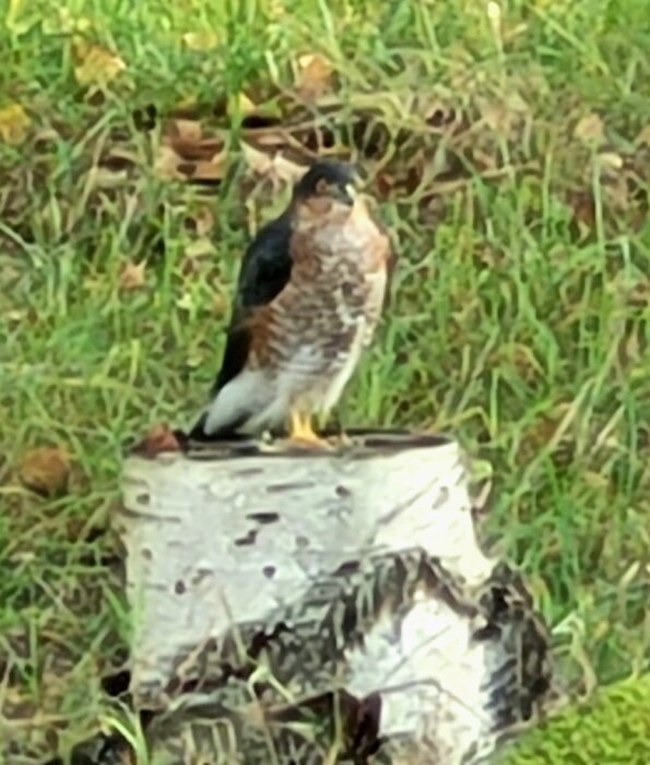 Hök sittande på en stubbe i gräsig miljö.