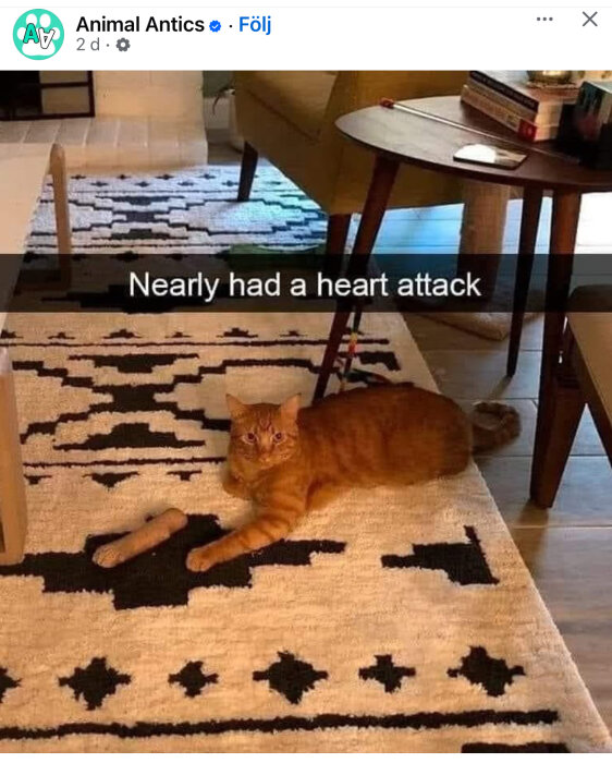 Röd katt pÄ matta bredvid en trÀleksak, med text "Nearly had a heart attack".