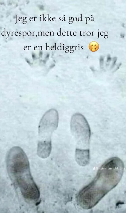 Fotspår och tassavtryck i snön, med text om djurspår och en emoji.