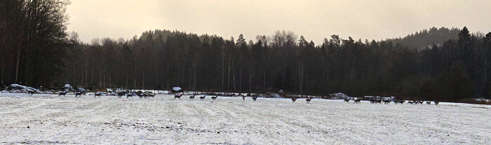 Hjord av hjortar springer över ett snötäckt fält omgiven av skog, med träd i bakgrunden under en mulen himmel.