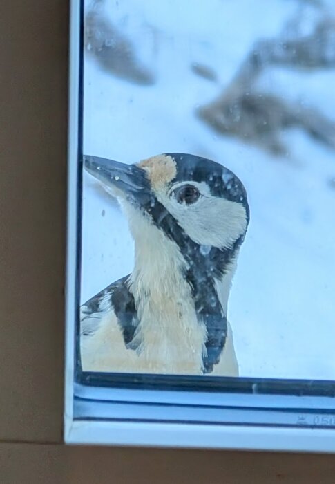 Större hackspett tittar in genom fönstret, omgiven av snö i bakgrunden.