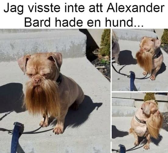 Hund med långt skägg som liknar en mänsklig frisyr, sittande i solen på en trappa. Montage av flera bilder av samma hund.