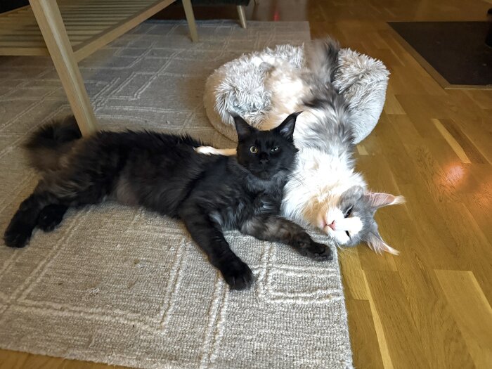 Två katter ligger på en matta; en svart och en vit/grå katt ligger tätt ihop, ser avslappnade ut. Bakgrunden visar ett golv och en möbel.