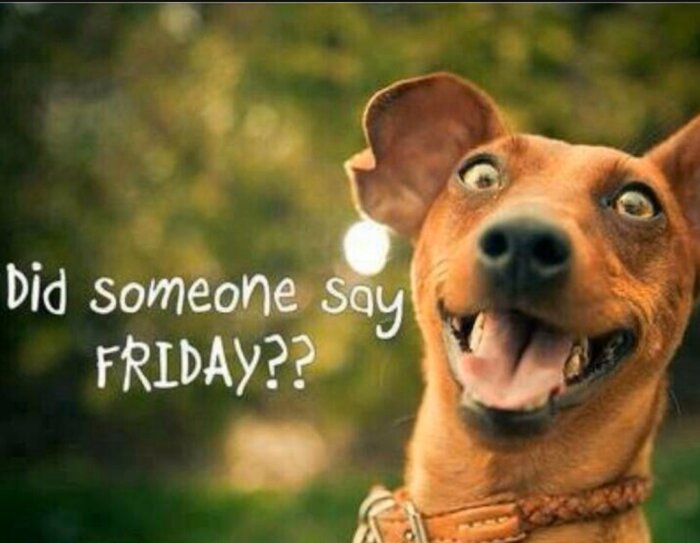 Glad hund med uppspärrade ögon och öppen mun, bredvid texten "Did someone say FRIDAY??" mot en suddig bakgrund.