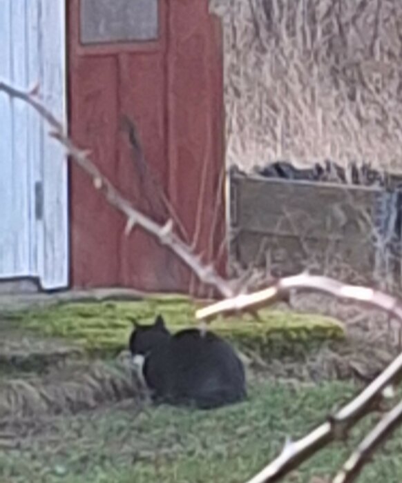 Svart och vit katt väntar utanför en röd trädgårdsbyggnad med mossa på marken.