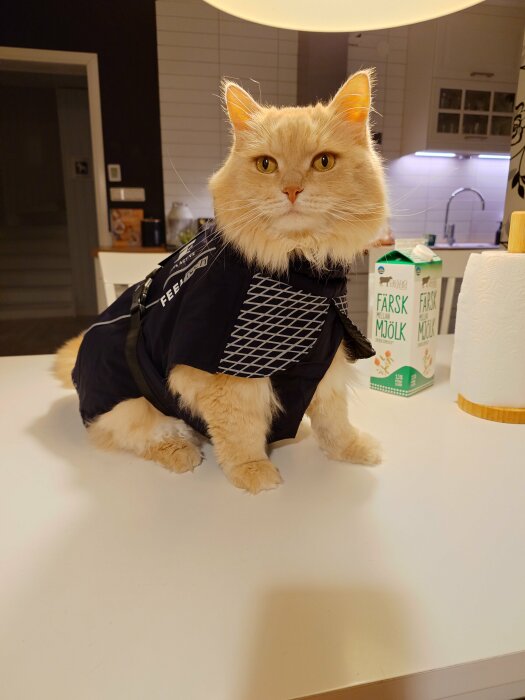 Orange katt i ny vinterjacka sitter på ett bord i köket.