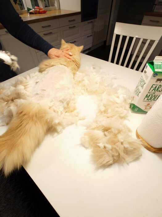 Katt ligger på bord och blir klippt, omgiven av ljusa katthår; en hand håller katten. Kartong mjölk syns i bildens högra sida.