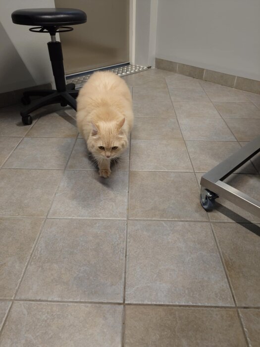 Ljus katt går på klinkergolv i ett veterinärrum, bredvid en svart stol och ett metallbord.