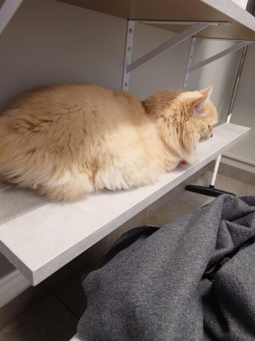 Fluffig katt med ljus päls ligger på en hylla, ser avslappnad ut.