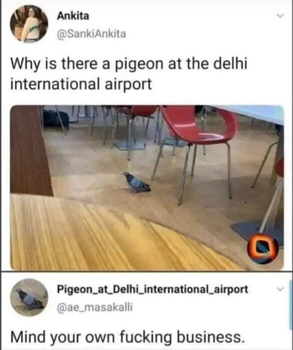 En duva går inomhus på Delhi internationella flygplats omgiven av bord och stolar.