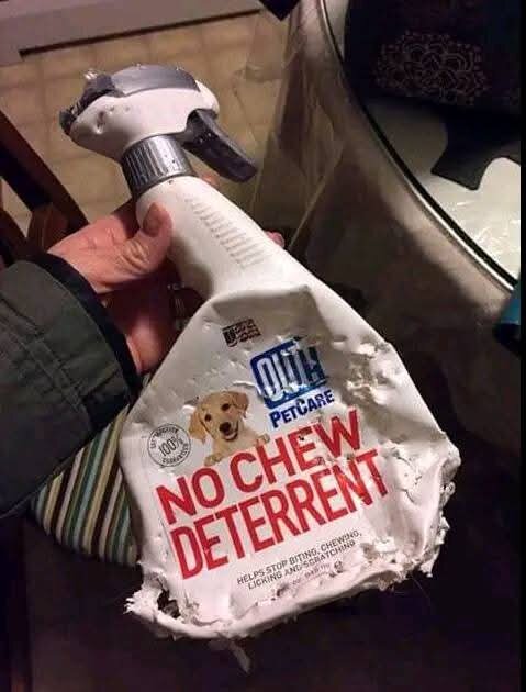 En biten och skadad flaska med märkningen "No Chew Deterrent" hålls i en hand.