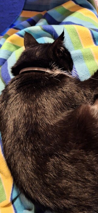 Svart katt sover på en färgglad randig filt i en fåtölj.