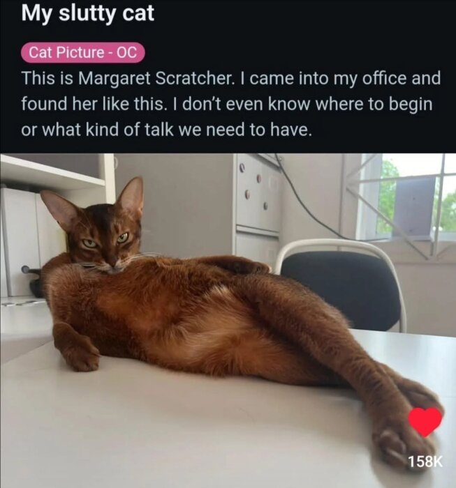 En katt ligger avslappnat på ett bord i ett kontor, med tassarna sträckta och huvudet lutat mot sidan.