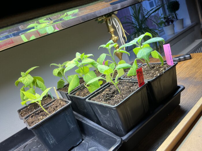 Små chiliplantor i svarta plastkrukor på ett bord, upplysta under en växtlampa. Etiketter markerar olika sorter av chilis och rocotos.