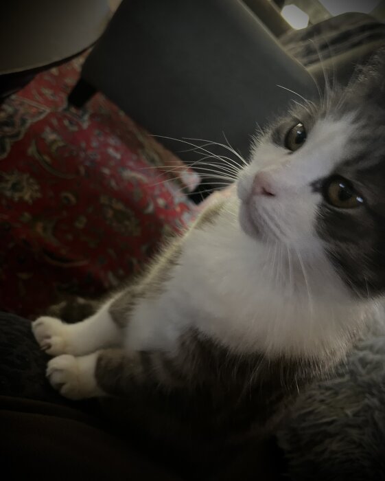 En katt med vit och grå päls sitter och tittar uppmärksamt uppåt, med tassarna vilande på benen av en person på en mönstrad matta.