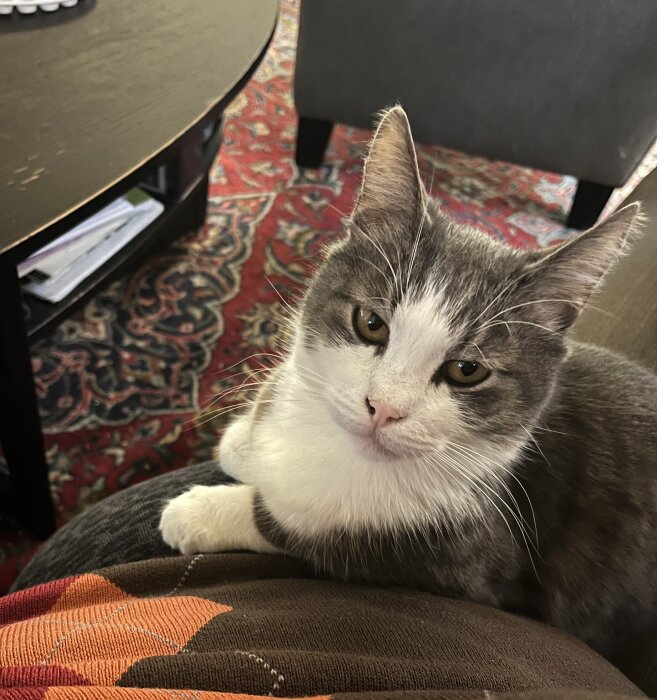 Gråvit katt ligger på en filt, tittar upp med tassarna mot en person, ser uppfordrande och kärleksfull ut. Redo för uppmärksamhet och gos.