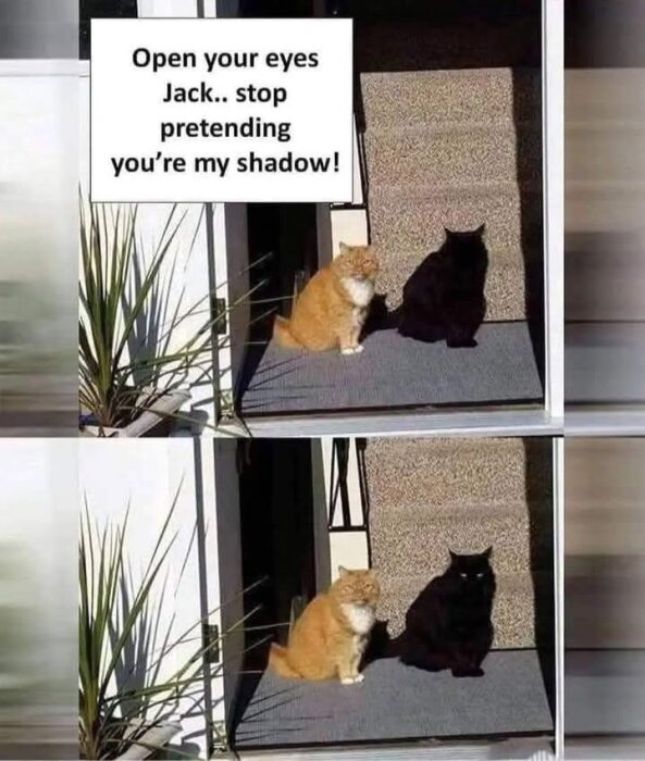 Två katter sitter på en dörrmatta i solen, den ena katten är svart och ser ut som den andra kattens skugga. Text ovan säger "Open your eyes Jack...".