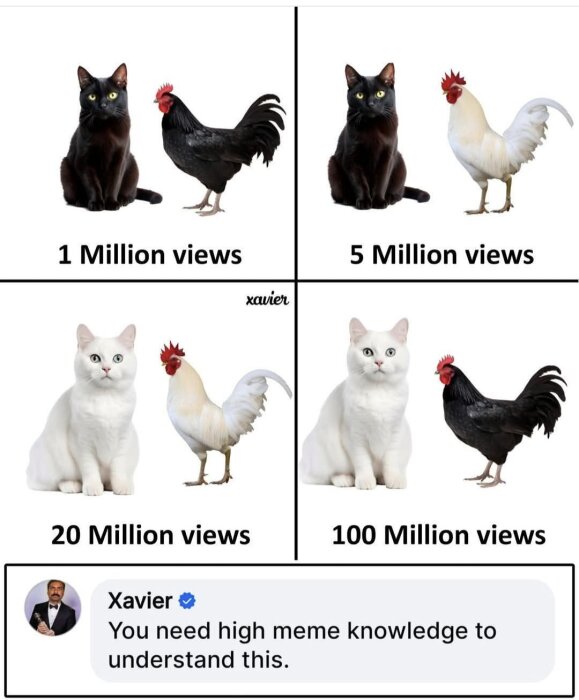 Bild från meme som jämför svarta och vita katter och tuppar med antal visningar. Text: 'You need high meme knowledge to understand this.'