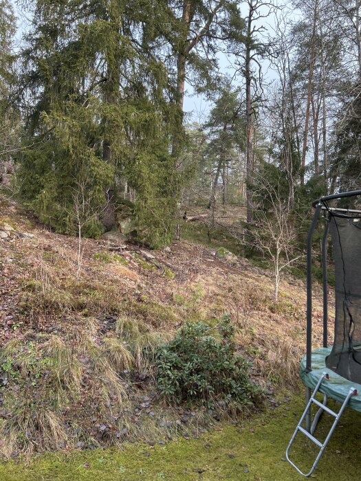 Skog nära husets tomt med mossig mark och stor gran. Synlig studsmatta till höger.