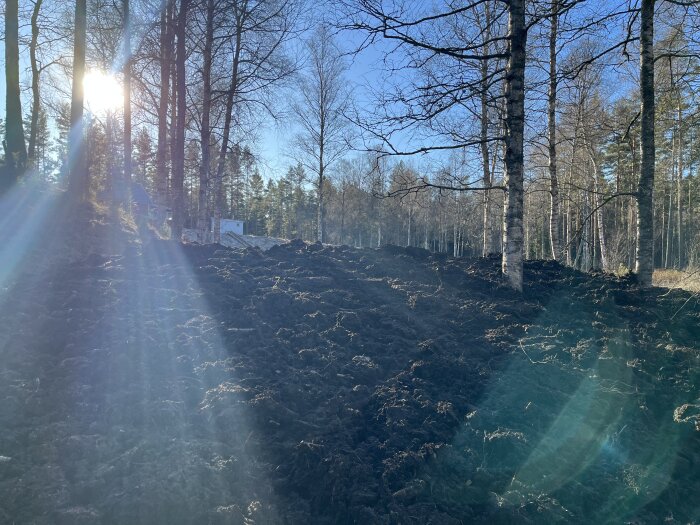 Hög av jordmassor i skogsmiljö med träd i förgrunden och lågt stående solstrålar som lyser genom grenarna.