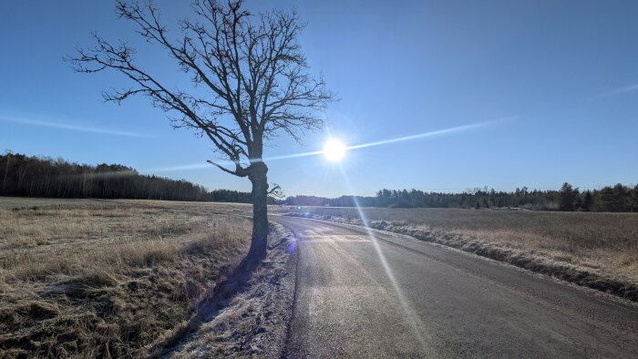 En enslig väg kantad av ett träd med bar grenverk, omgiven av fält, under en klar blå himmel med solen som skiner starkt.