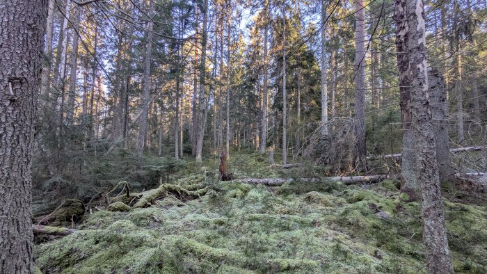 Tät skog med högväxta träd och mossbeklädd mark, i ett naturlandskap med fallna trädstammar.