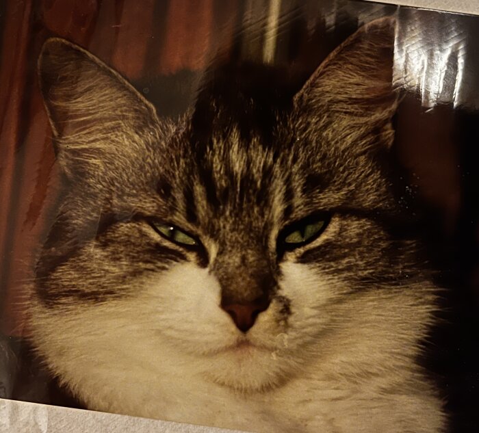 Närbild på en katt med grå och vit päls och gröna ögon, tittar mot kameran.