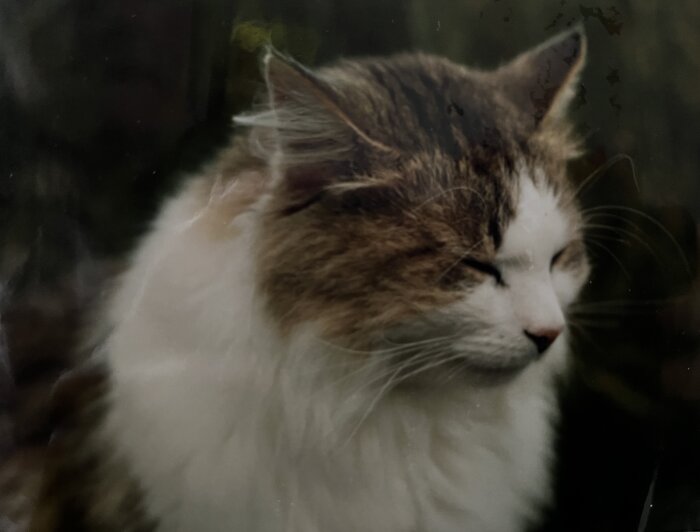 En långhårig katt med vit och brun päls blundar i närbild.